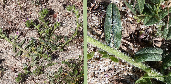 tiges rameuses à poils blanchâtres ascendants feuilles lancéolées à 1 nervure