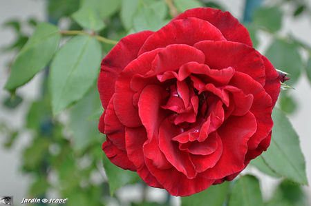Red_Parfum