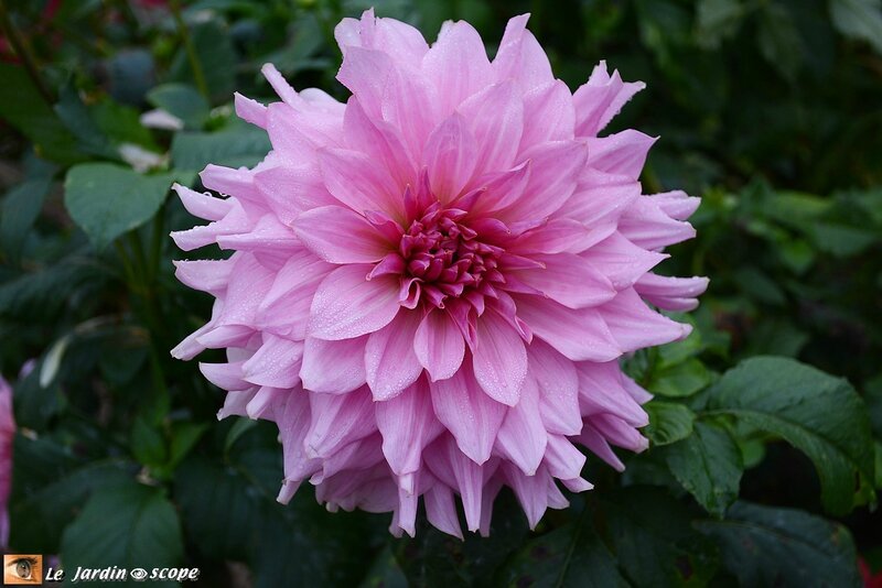 Dahlia-rose