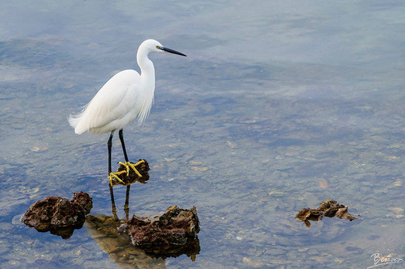 Aigrette Garzette