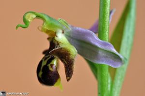Orchidée abeille • Ophrys apifera