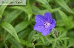 Geranium Orion