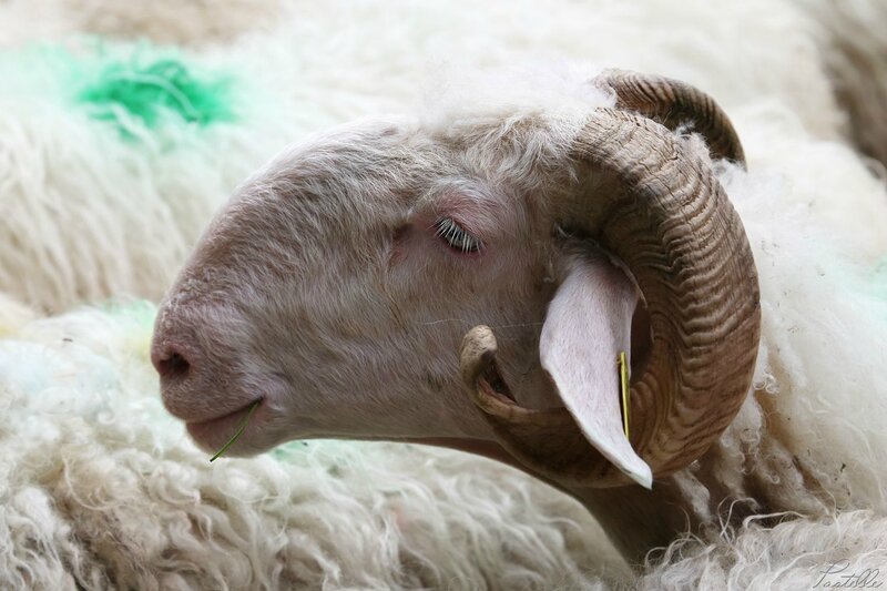Transhumance brebis_A99A4294b