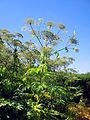 90px-Heracleum_mantegazzianum_-_Berce_du_Caucase_1