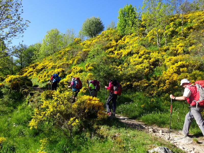 Chemin dans les genêts