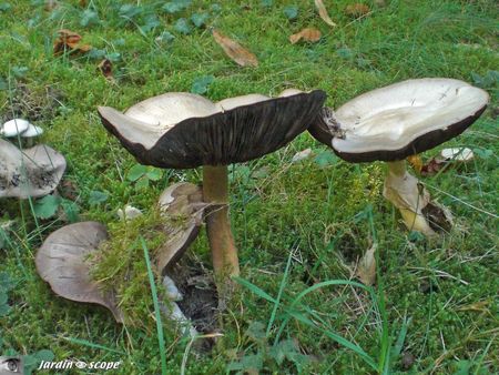 Agaricus xanthoderma