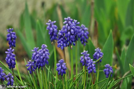 Muscari