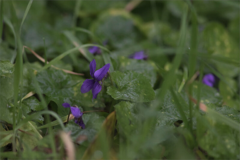 Violette 271219 1