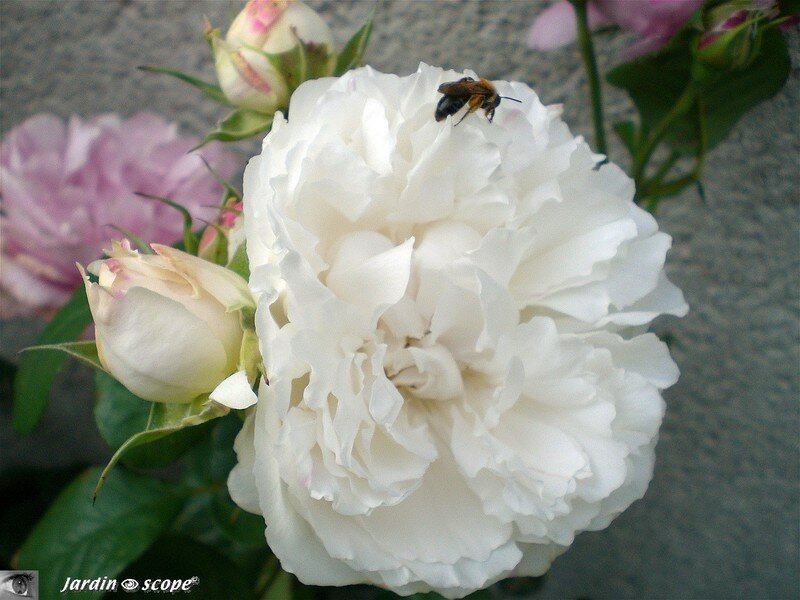 Rosier anglais 'Winchester Cathedral'