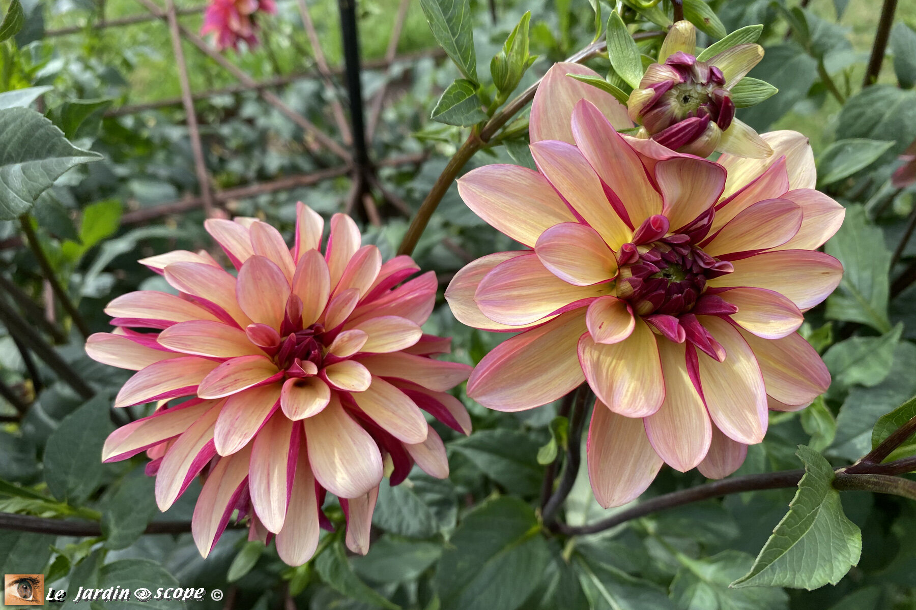 Dahlia-Julie-One