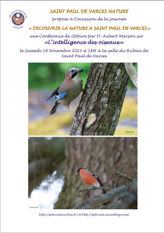 AfficheConferenceIntelligence desOiseaux