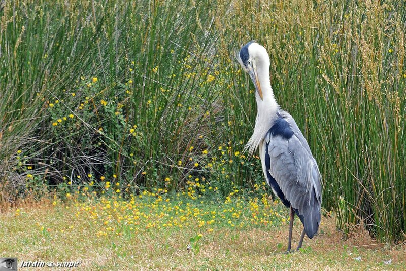 Héron cendré • Ardea cinerea 