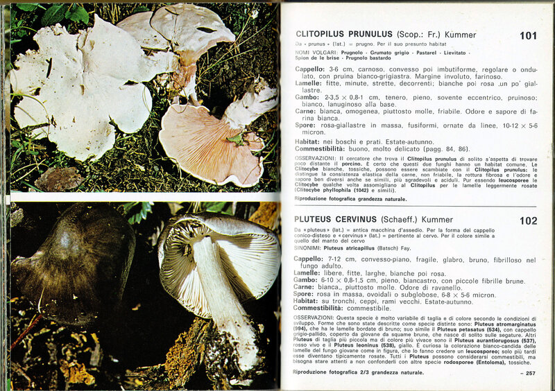 Pluteus Cetto_0001