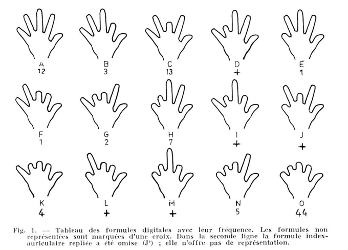 Tableau des formules digitales avec leur fréquences in Les mains de Gargas. Essai pour une étude d'ensemble https://www.persee.fr/doc/bspf_0249-7638_1967_hos_64_1_4105