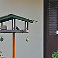 Pourquoi installer une <b>mangeoire</b> pour oiseaux au jardin ?