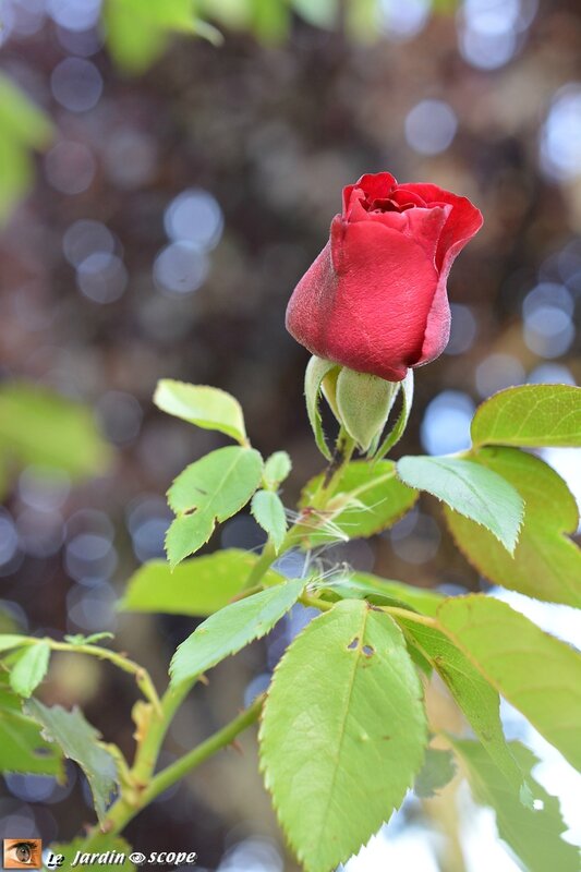 Rose-red-parfum
