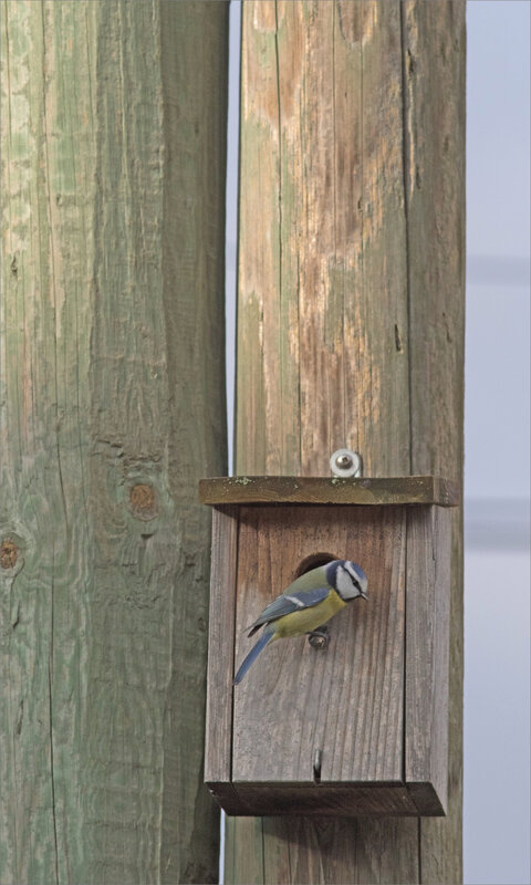 Ville nichoir oiseau mésange bleue 010121 3