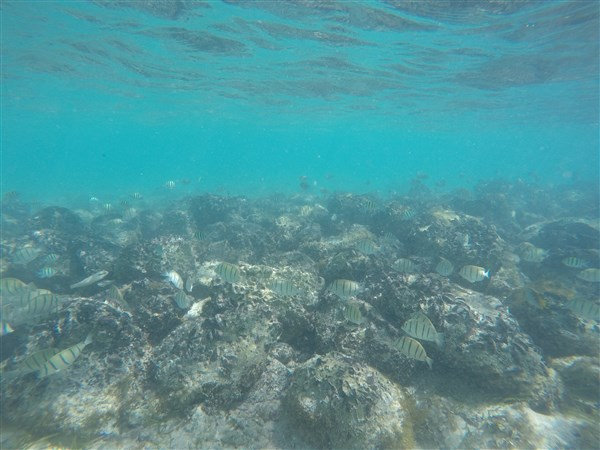 Madagascar Nosy Iranja Banc de poissons rayés 3