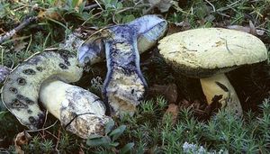 Bolet_bleuissant6