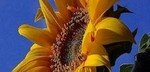 sunflower2_edited