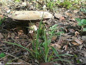 Agaricus xanthoderma 3