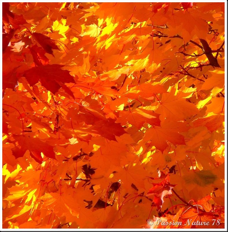 La forêt aux couleurs d'automne (21)