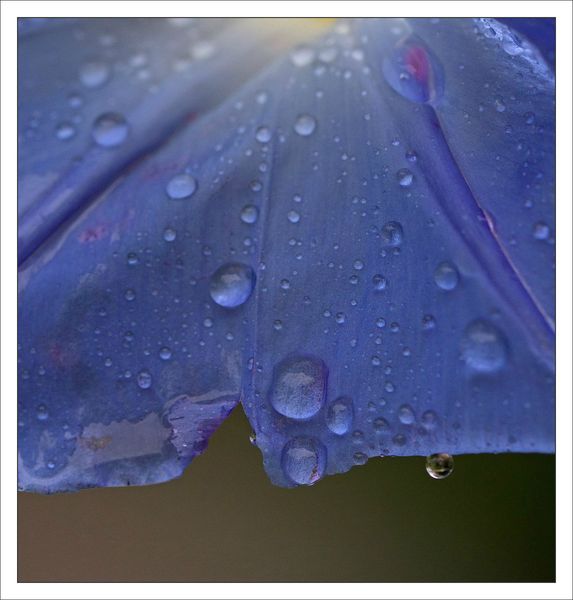 pluie fleur bleu et mauve goutte 201012