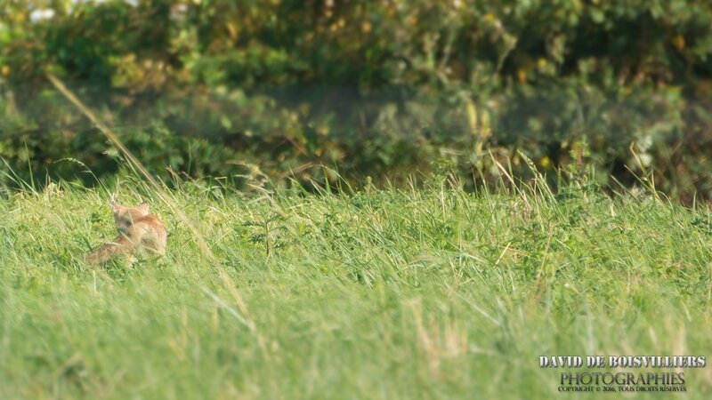 Renard roux (Vulpes vulpes)