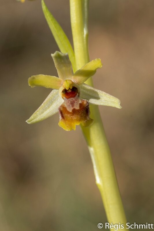 Ophrys araneola 2016 04 03a1