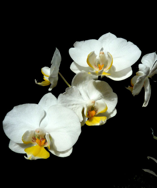 orchidée
