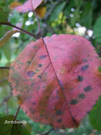 feuille pommier29 Sept