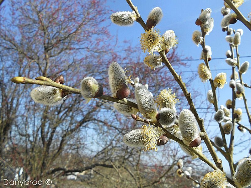 bourgeons3