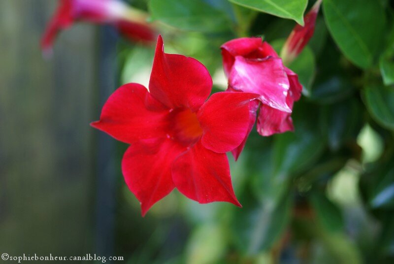 MM Mandevilla splendens