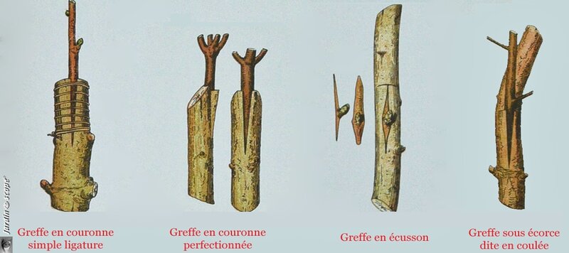 Méthodes-pour-Surgreffage