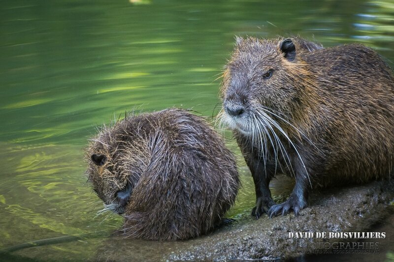 Ragondin (Myocastor coypus)