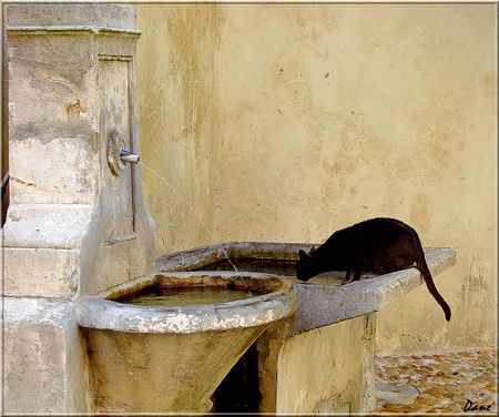 1_chat_fontaine