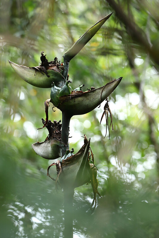 Phenakospermum guyannense