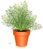 12797408_dill_herb_plant