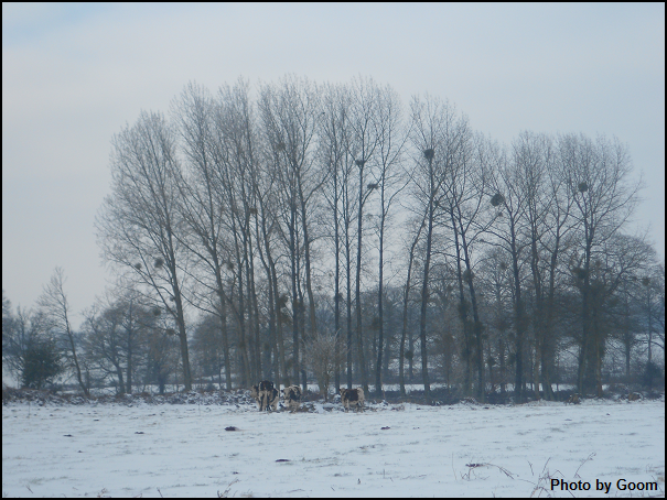 campagne_neige_vaches