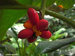 CIMG1425_Aglaonema