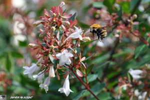 Abelia_et_bourdon