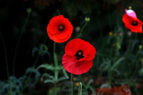 Fleurs du Botanique 079