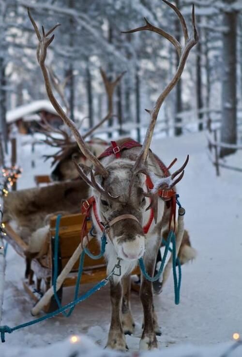 reines_p_re_noel