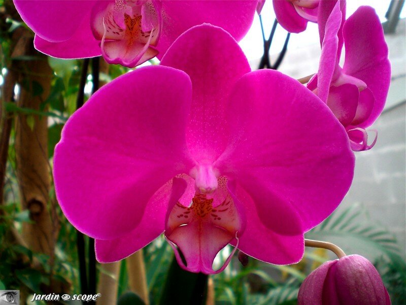 Expo d'Orchidées 2008 - Serre aux papillons du Parc Floral d'Orléans