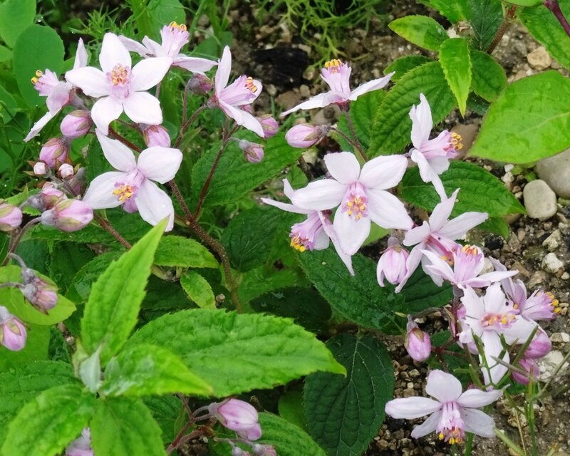 deutzia carminea