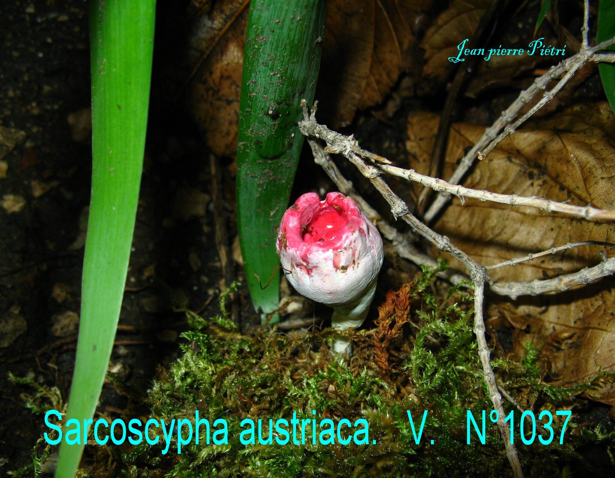 Sarcoscypha austriaca