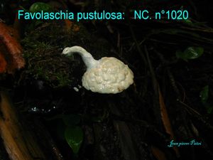 Favolaschia pustulosa n°1020