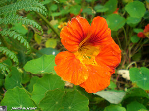 9031_Capucine