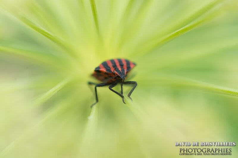 Punaise arlequin (Graphosoma italicum)