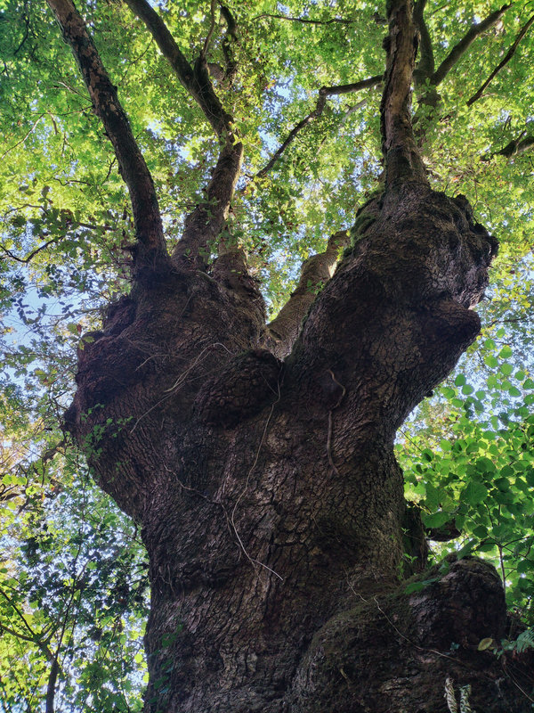 Ainhoa, un arbre (64)
